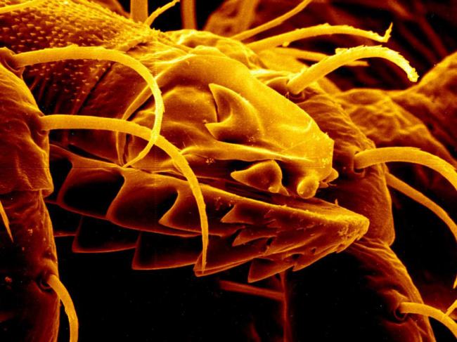 Microscopic image of tick mouth.