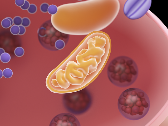 3D rendered illustration of a synapse cross-section