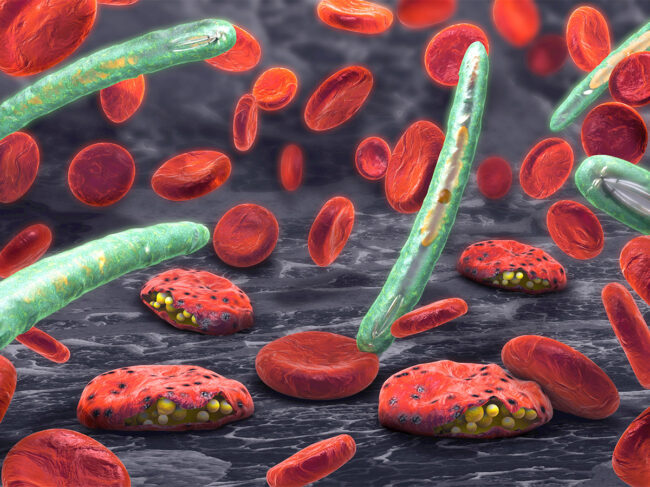 3D illustration of blood cells, plasmodium causing malaria illness