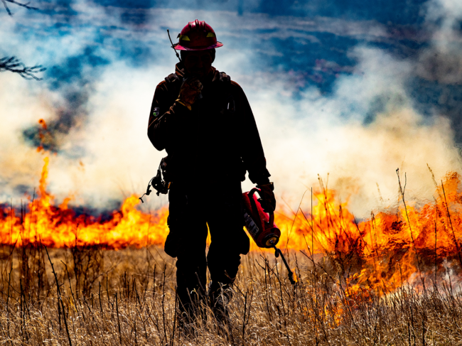 Firefighter conducting prescribed burn 