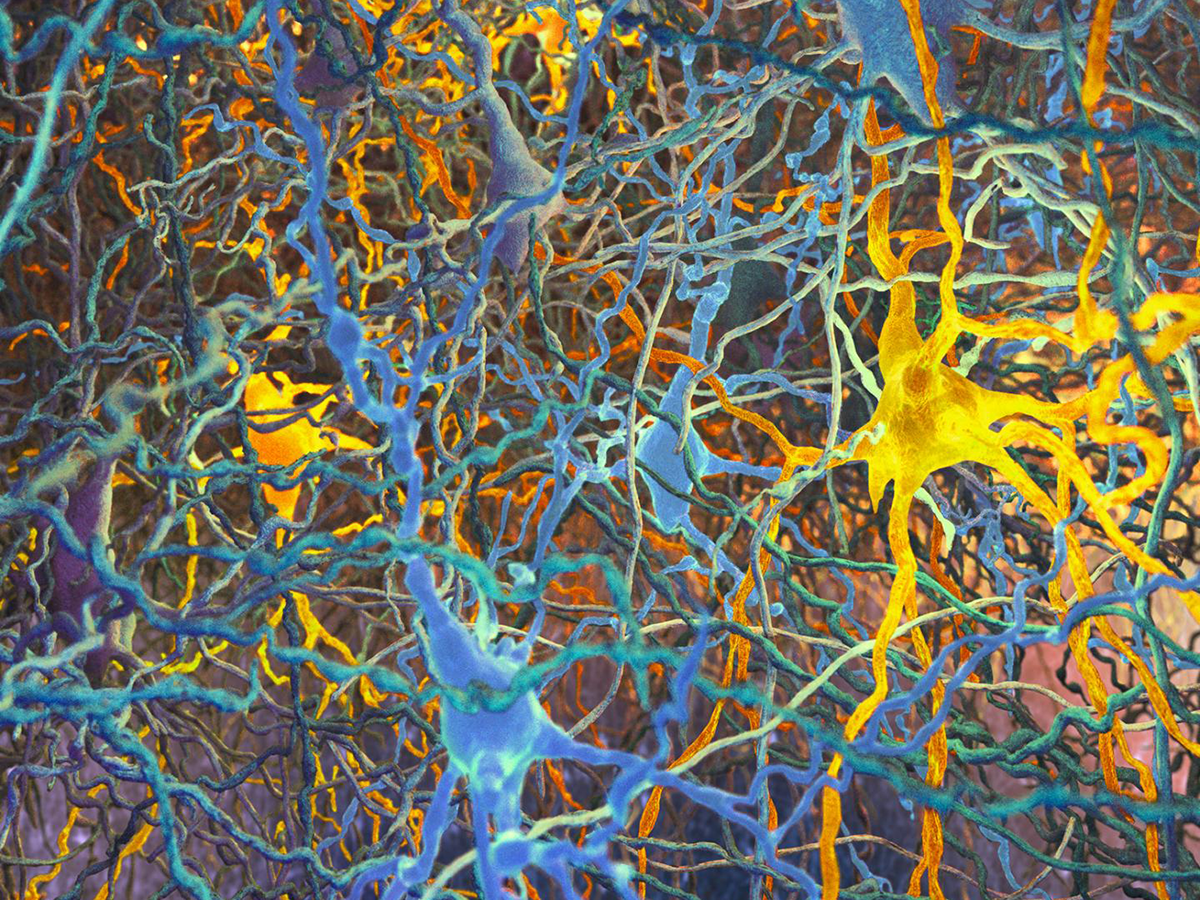 Illustration of morphological types of pyramidal cells within the rodent cortical layer.