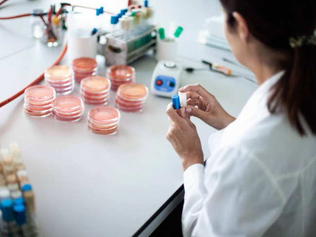 Researcher in lab with Petri dishes. 