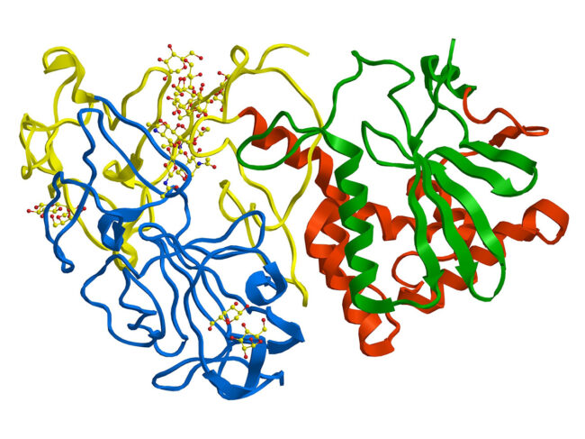 3D drawing of molecular structure of ricin