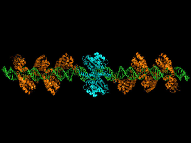 TALEN binding to target DNA