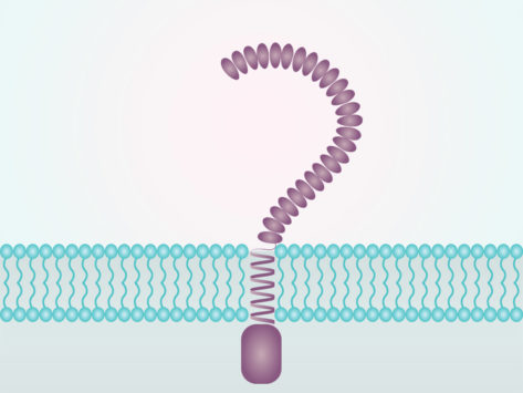 Toll like receptor tlr