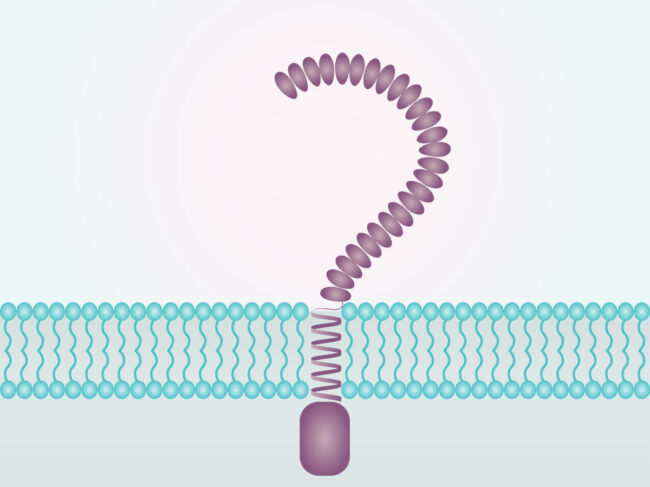 Toll like receptor in cell membrane illustration