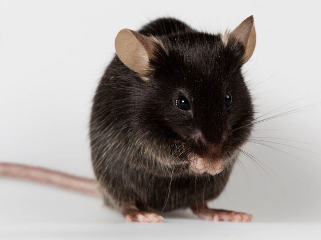 Closeup of a mouse