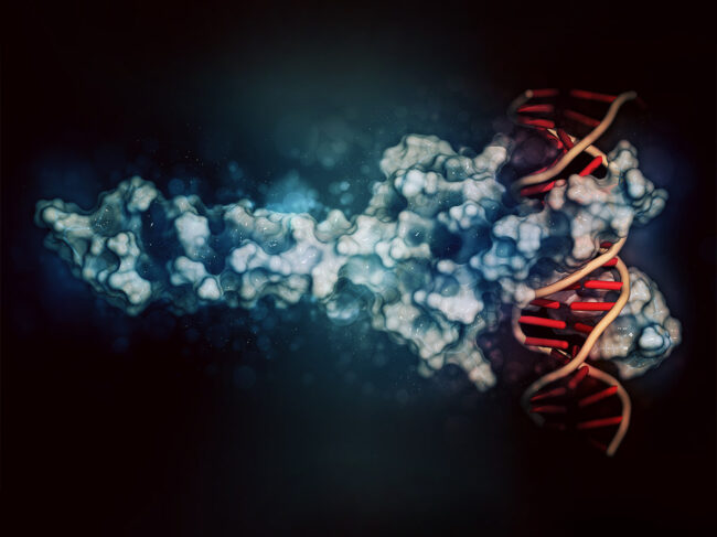 Illustration of c-Myc and Max transcription factors bound to DNA