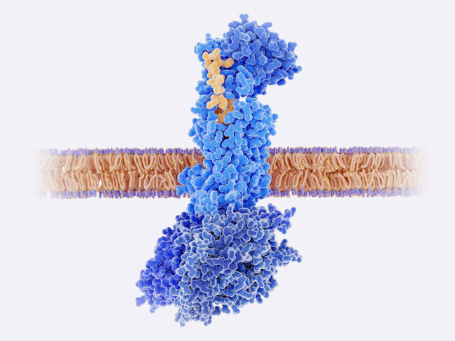 The calcitonin gene related peptide (CGRP, yellow) bound to its receptor