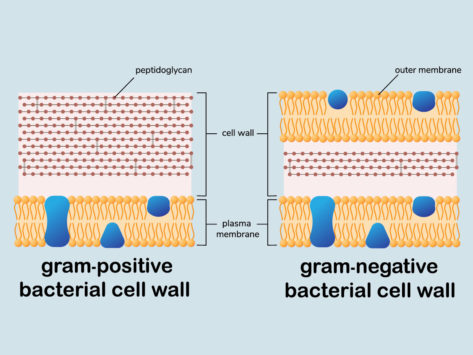 Gram positive negative bacteria cell wall