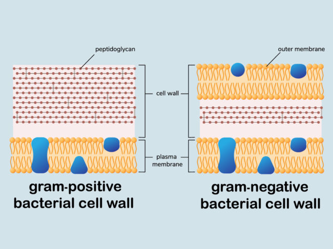 Illustration comparing cell walls of gram-positive and gram-negative bacteria