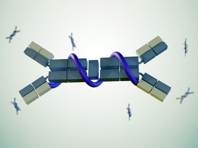 Illustration of immunoglobulin A with secretory IgA