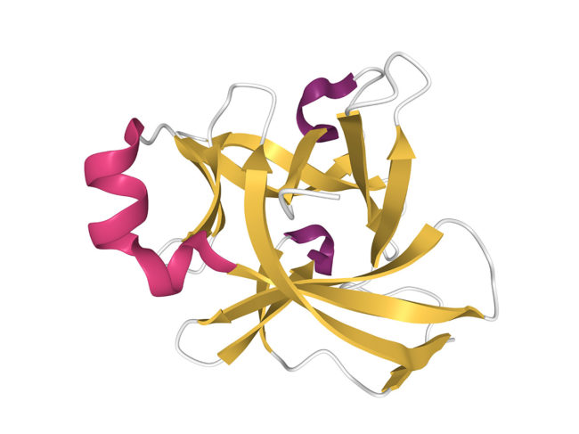 3D rendering showing interleukin-18 structure