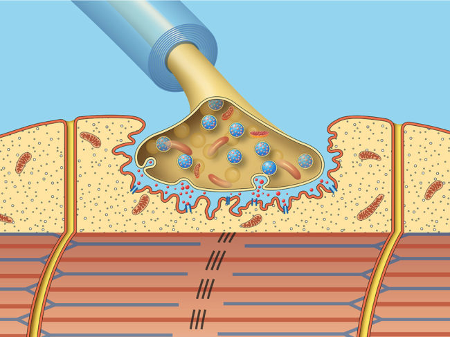 Illustration of the neuromuscular junction