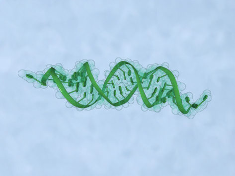 Sirna structure model