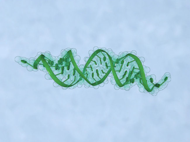 Illustration of siRNA structure