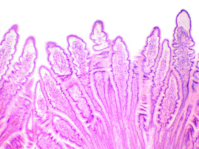 Сross-section of the small intestine under the microscope