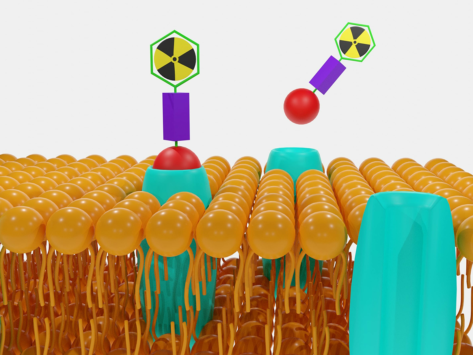 Theranostic radiopharmaceutical rendering