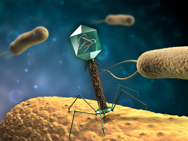 Illustration of bacteriophage landing on rod-shaped bacteria