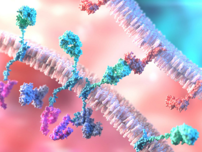 3D rendering of CAR T therapy in cell