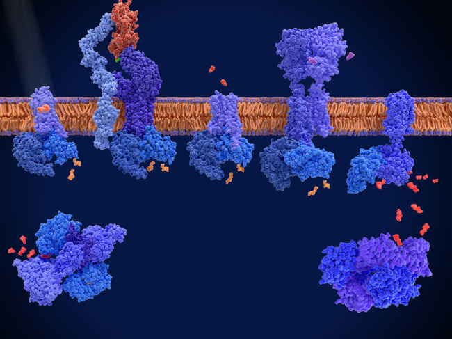 G protein-coupled receptors: rhodopsin and the T-cell, dopamine and GABA B receptors