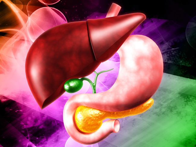 Illustration of the liver, gallbladder, stomach, and pancreas