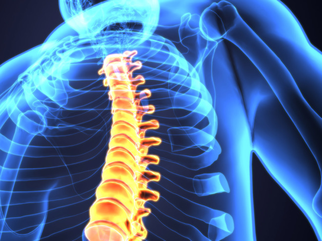 3D illustration of transparent human torso with close up of spinal cord