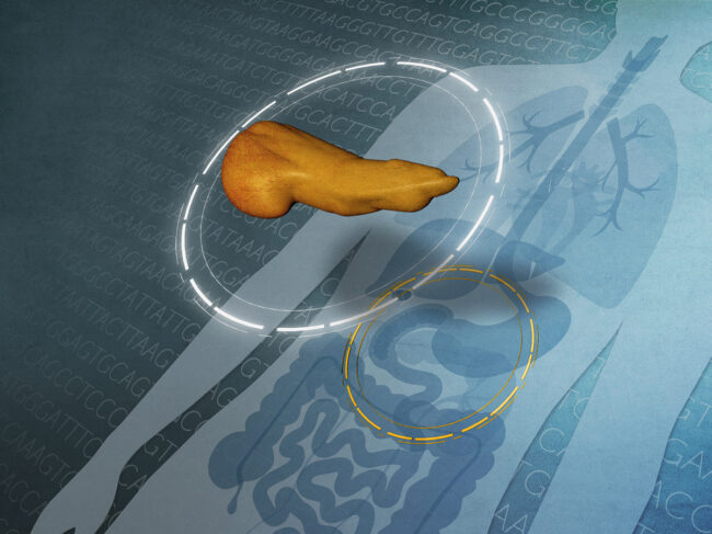 Illustration of pancreas