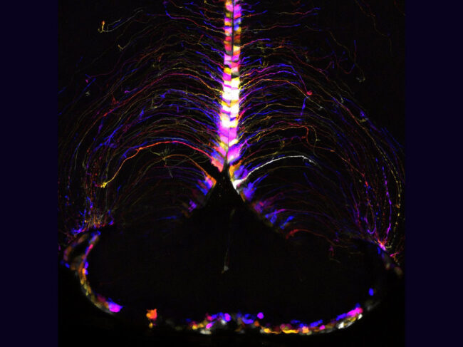 Tanycytes illuminated and color coded according to their depth in the hypothalamus brain of a mouse