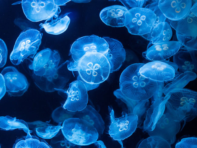 Photo of jellyfish in aquarium lit by blue light