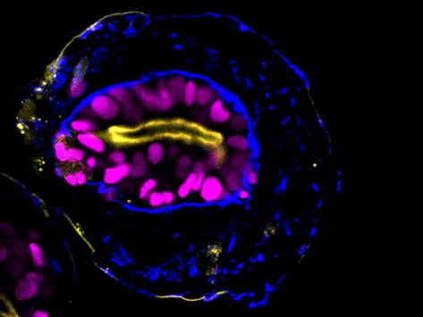 Cambridge embryo model