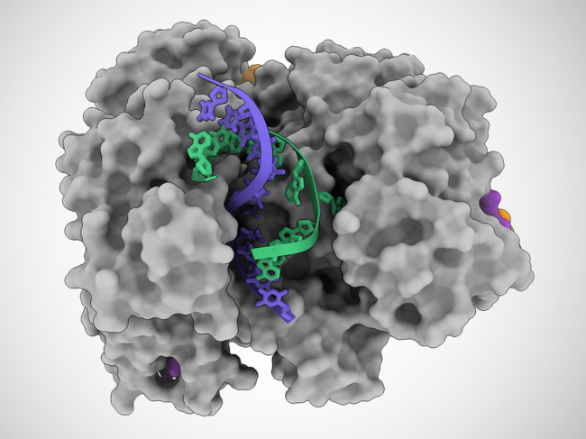 3D rendering of Cas12a2 protein and DNA helix