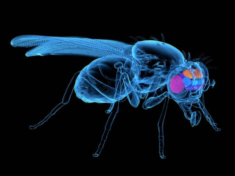 Flywire princeton 3d fruit fly brain