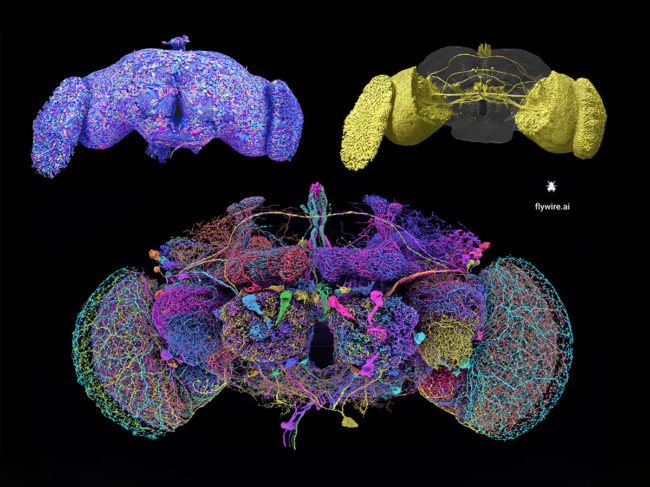 Adult fly brain 3D reconstruction