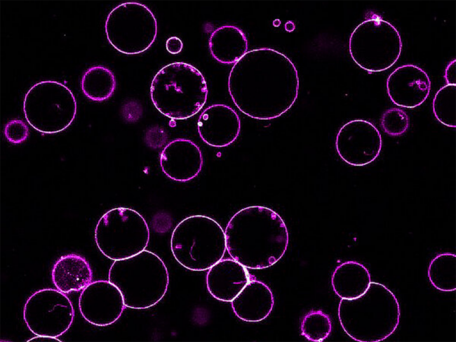 Giant plasma membrane vesicles