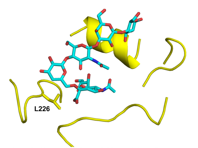 Illustration of receptor binding site of the A/Texas/37/2024 hemagglutinin Leu226 mutant