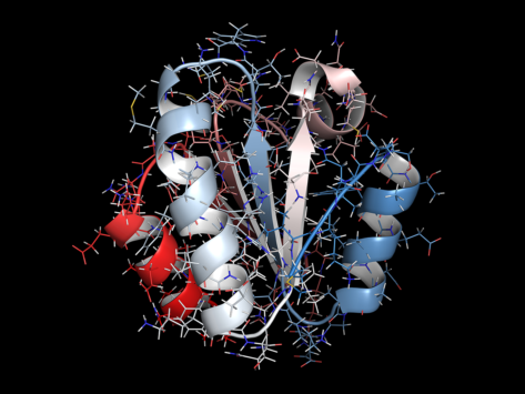 Thioredoxin antioxidant enzyme