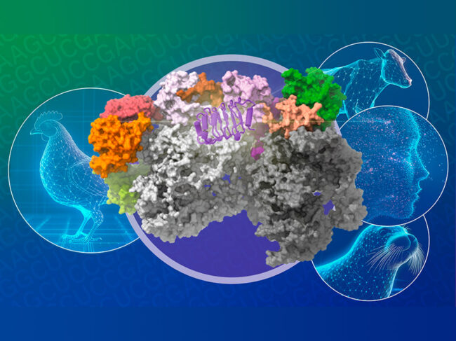 Illustration of influenza virus replication complex with chicken, cow, human, seal wireframe drawings