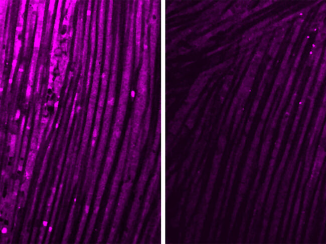 Fruit fly muscles showing how well mitochondria produce energy