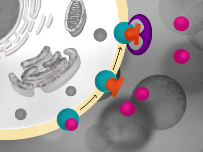 Illustration of how Naloxone works at the cellular level