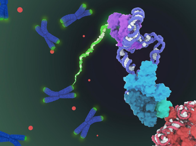 Telomerase illustration.