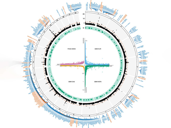 Discovery of known and previously undescribed loci from the discovery mega-analysis of African ancestry individuals