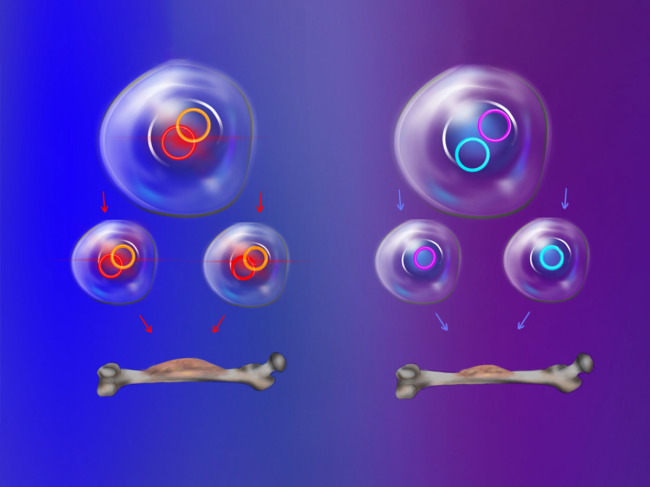 Illustration of ecDNA inheritance in cancer