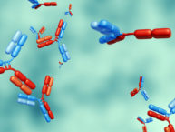 3d rendering of bispecific antibodies