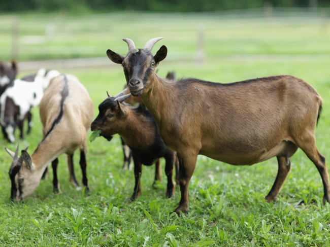 Goats in a field