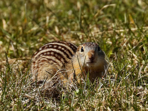 13 lined ground squirrel