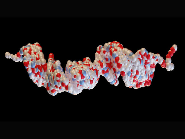 3D rendering of glucagon-like peptide 1 (GLP-1)