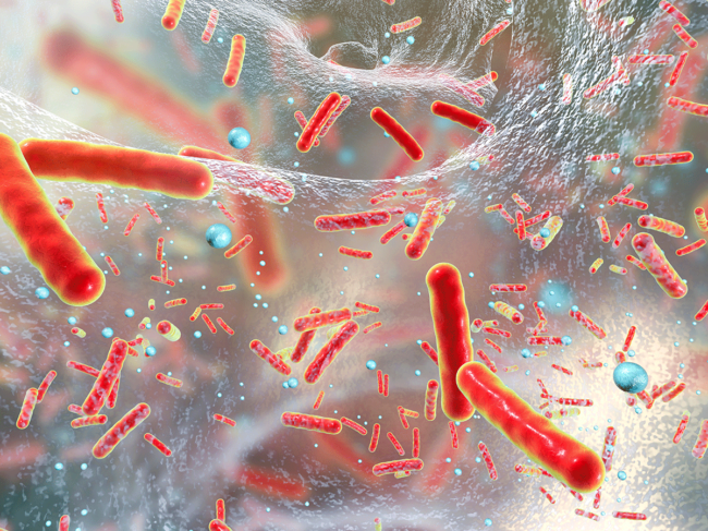 Antibiotic resistant bacteria inside a biofilm,