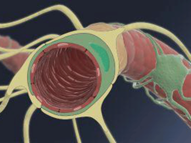 Blood-brain barrier illustration