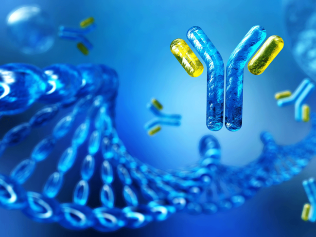 DNA and antibodies